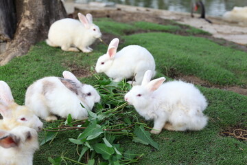 White Rabbit on Green grass