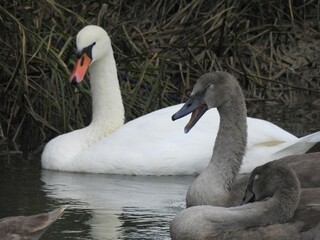 Close-up view of a family of swans on the water
