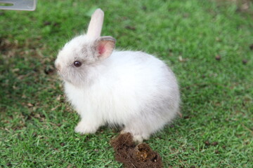 White Rabbit on Green grass