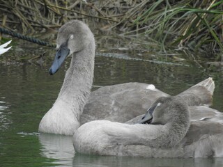 Two young gray swans on the water