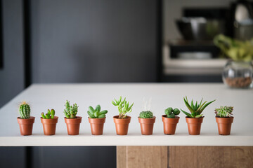 Set of mini cactus and succulent plants in brown mini pots on a table.