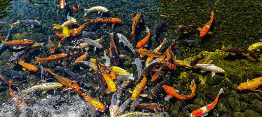 fish in the pond