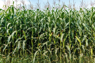 Fototapeta premium Corn field close up. Selective focus. Plantation of green corn in the summer agricultural season. Close up of ears of corn in the field.