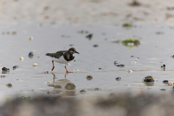 Ruddy Turnstone Arenaria interpres on low tide on a sandy beach in Normandy, France