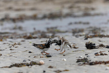 Ruddy Turnstone Arenaria interpres on low tide on a sandy beach in Normandy, France