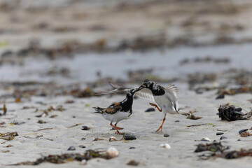 Ruddy Turnstone Arenaria interpres on low tide on a sandy beach in Normandy, France