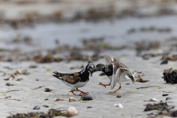 Ruddy Turnstone Arenaria interpres on low tide on a sandy beach in Normandy, France