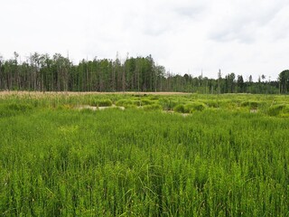 Obraz premium Vyzhary, Knyszynska forest, Podlaskie region