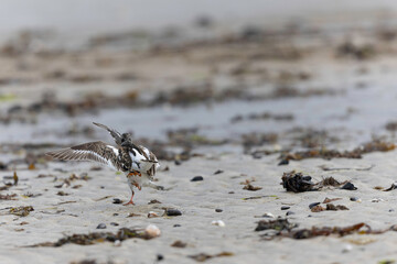 Ruddy Turnstone Arenaria interpres on low tide on a sandy beach in Normandy, France