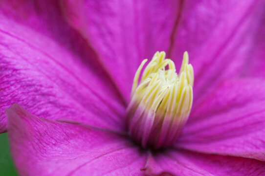 Clematis Flower In The Garden, Macro Shot