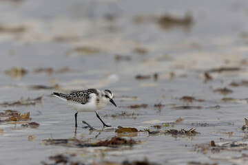 Shorebird Sanderling Calidris alba in search of food on a sandy beach in Manche, Normandy, France