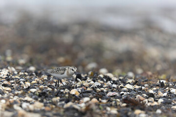 Shorebird Sanderling Calidris alba in search of food on a sandy beach in Manche, Normandy, France