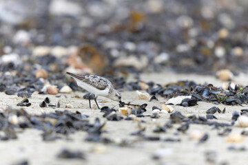 Shorebird Sanderling Calidris alba in search of food on a sandy beach in Manche, Normandy, France