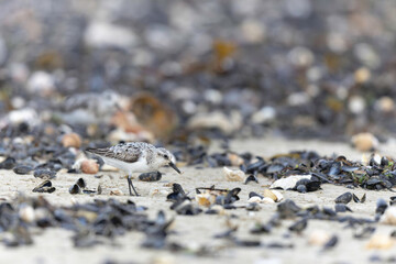 Shorebird Sanderling Calidris alba in search of food on a sandy beach in Manche, Normandy, France