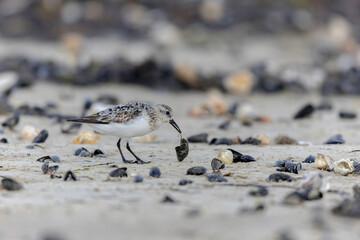 Shorebird Sanderling Calidris alba in search of food on a sandy beach in Manche, Normandy, France