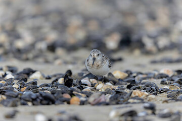 Shorebird Sanderling Calidris alba in search of food on a sandy beach in Manche, Normandy, France