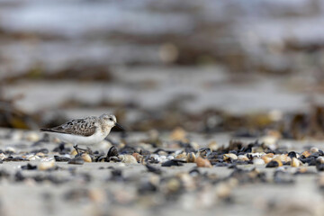 Shorebird Sanderling Calidris alba in search of food on a sandy beach in Manche, Normandy, France