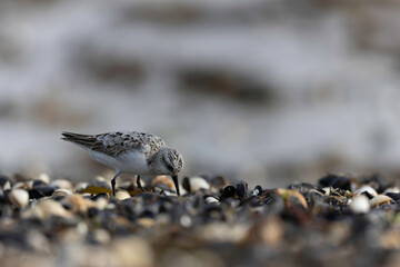 Shorebird Sanderling Calidris alba in search of food on a sandy beach in Manche, Normandy, France