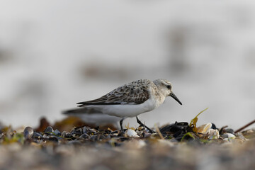 Shorebird Sanderling Calidris alba in search of food on a sandy beach in Manche, Normandy, France