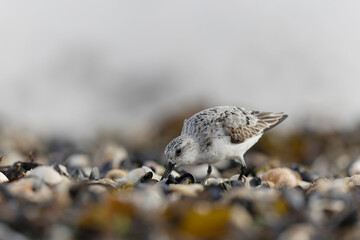 Shorebird Sanderling Calidris alba in search of food on a sandy beach in Manche, Normandy, France