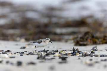 Shorebird Sanderling Calidris alba in search of food on a sandy beach in Manche, Normandy, France