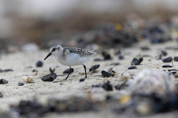 Shorebird Sanderling Calidris alba in search of food on a sandy beach in Manche, Normandy, France