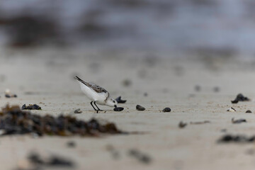 Shorebird Sanderling Calidris alba in search of food on a sandy beach in Manche, Normandy, France