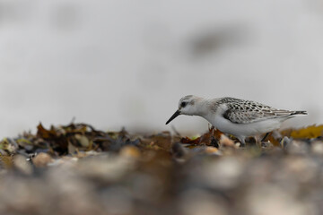 Shorebird Sanderling Calidris alba in search of food on a sandy beach in Manche, Normandy, France