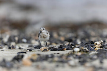 Shorebird Sanderling Calidris alba in search of food on a sandy beach in Manche, Normandy, France