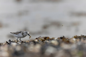 Shorebird Sanderling Calidris alba in search of food on a sandy beach in Manche, Normandy, France