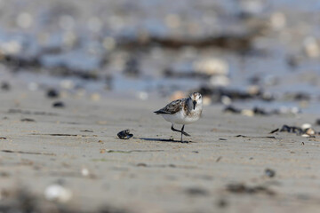 Shorebird Sanderling Calidris alba in search of food on a sandy beach in Manche, Normandy, France