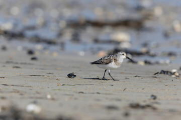 Shorebird Sanderling Calidris alba in search of food on a sandy beach in Manche, Normandy, France