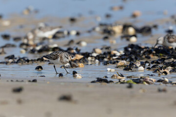 Shorebird Sanderling Calidris alba in search of food on a sandy beach in Manche, Normandy, France