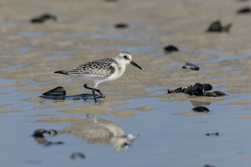 Shorebird Sanderling Calidris alba in search of food on a sandy beach in Manche, Normandy, France