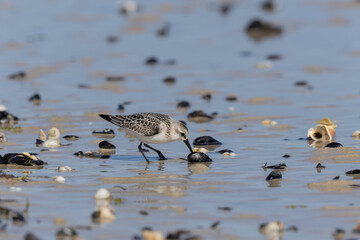 Shorebird Sanderling Calidris alba in search of food on a sandy beach in Manche, Normandy, France