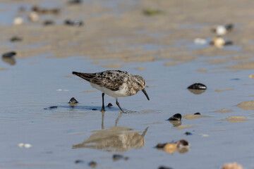 Shorebird Sanderling Calidris alba in search of food on a sandy beach in Manche, Normandy, France