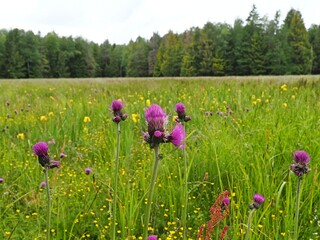 Flowering thistle in the meadow, Cirsium arvense