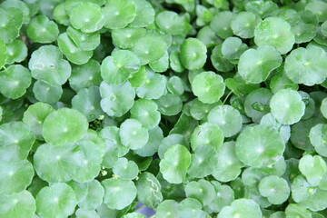 Tiger Herbal Scientific name: Centella asiatica Urban, Family Name: APIACEAE.Herbaceous plant life was like for many years by marsh Climbing stems to the ground,
