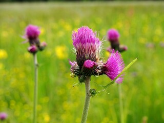 Flowering thistle in the meadow, Cirsium arvense
