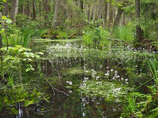 Fototapeta premium Chomontowszczyzna reserve, Vyzhary, Knyszynska forest, Podlaskie region