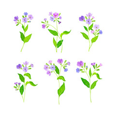 Lungwort or Pulmonaria Flowering Plant with Violet Inflorescences Vector Set