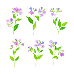Lungwort or Pulmonaria Flowering Plant with Violet Inflorescences Vector Set