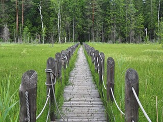 Vyzhary footbridge, Knyszynska forest, Podlaskie region
