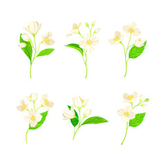 Jasmine Plant Species with Fragrant White Flowers and Pinnate Leaves Vector Set