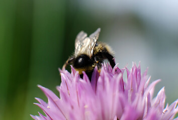 Colorful closeup on a brown banded bumblebee, Bombus pascuorum om purple Nepeta cataria flowers in the garden