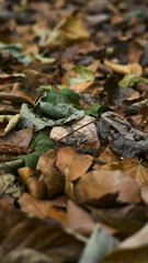 autumn leaves on the ground