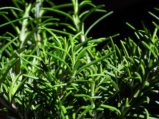 Planta aromática romero sobre fondo negro