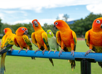 Macaw parrot in group