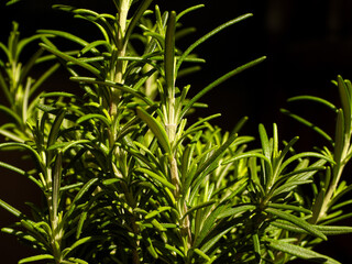 Fototapeta premium Planta aromática romero sobre fondo negro