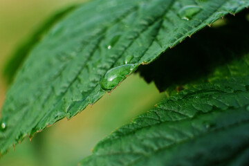 Large beautiful drops of transparent rain water on a green leaf macro. Drops of dew in the morning glow in the sun. Beautiful leaf texture in nature. Natural background